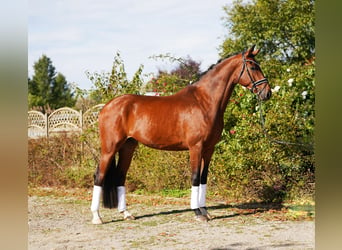 Hannoveraan, Ruin, 5 Jaar, 175 cm