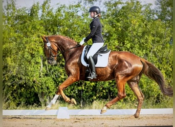 Hannoveraan, Ruin, 5 Jaar, 175 cm, Vos