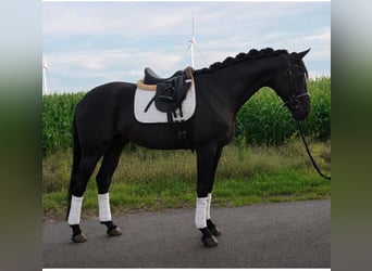 Hannoveraan, Ruin, 5 Jaar, 175 cm, Zwart