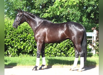 Hannoveraan, Ruin, 5 Jaar, 175 cm, Zwart