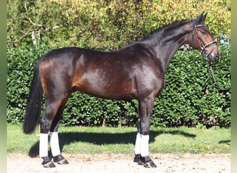 Hannoveraan, Ruin, 5 Jaar, 176 cm, Donkerbruin