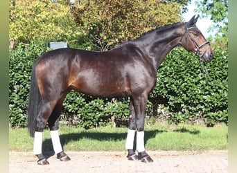 Hannoveraan, Ruin, 5 Jaar, 176 cm, Donkerbruin