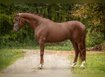 Hannoveraan, Ruin, 5 Jaar, 176 cm, Donkere-vos