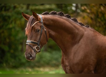 Hannoveraan, Ruin, 5 Jaar, 176 cm, Donkere-vos