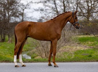 Hannoveraan, Ruin, 5 Jaar, 176 cm, Vos