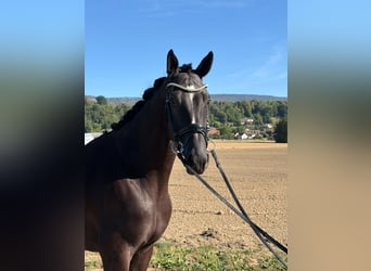 Hannoveraan, Ruin, 5 Jaar, 176 cm, Zwartbruin