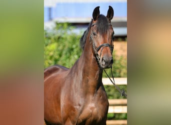 Hannoveraan, Ruin, 5 Jaar, 177 cm, Donkerbruin