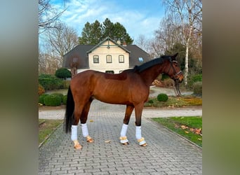 Hannoveraan, Ruin, 5 Jaar, 177 cm Hannoveraan, Ruin, 5 Jaar, 177 cm