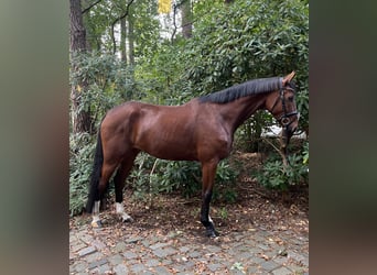 Hannoveraan, Ruin, 5 Jaar, 178 cm, Brauner