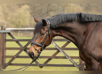 Hannoveraan, Ruin, 5 Jaar, 178 cm, Bruin