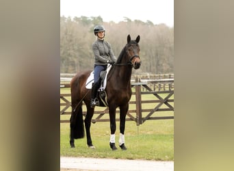 Hannoveraan, Ruin, 5 Jaar, 178 cm, Bruin