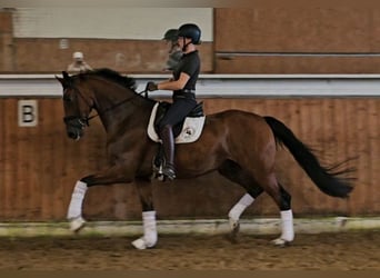 Hannoveraan, Ruin, 5 Jaar, 178 cm, Bruin
