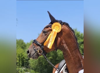 Hannoveraan, Ruin, 5 Jaar, 178 cm, Bruin