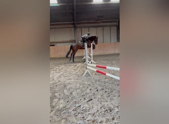 Hannoveraan, Ruin, 5 Jaar, 178 cm, Bruin