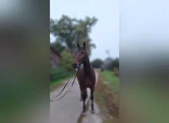 Hannoveraan, Ruin, 5 Jaar, 178 cm, Bruin