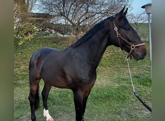 Hannoveraan, Ruin, 5 Jaar, 178 cm, Donkerbruin