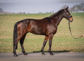 Hannoveraan, Ruin, 5 Jaar, 178 cm, Donkerbruin