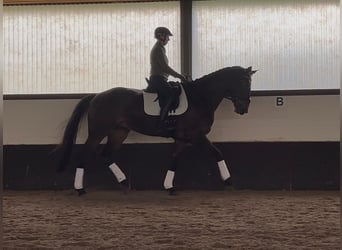 Hannoveraan, Ruin, 5 Jaar, 178 cm, Donkerbruin