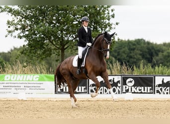 Hannoveraan, Ruin, 5 Jaar, 178 cm, Donkere-vos