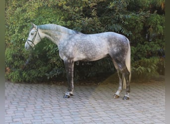 Hannoveraan, Ruin, 5 Jaar, 178 cm, Schimmel