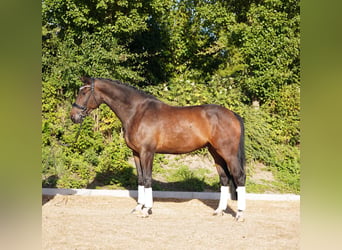 Hannoveraan, Ruin, 5 Jaar, 179 cm, Donkerbruin