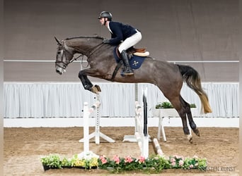 Hannoveraan, Ruin, 5 Jaar, 180 cm, Schimmel