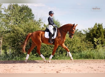 Hannoveraan, Ruin, 5 Jaar, 180 cm, Vos