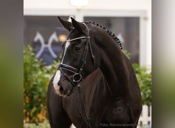 Hannoveraan, Ruin, 5 Jaar, 181 cm, Zwart