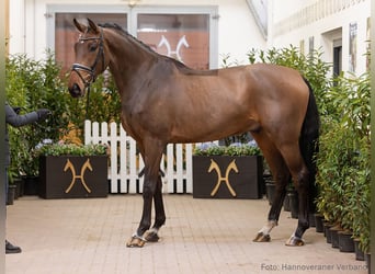 Hannoveraan, Ruin, 5 Jaar, 182 cm, Bruin