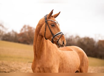 Hannoveraan, Ruin, 5 Jaar, 182 cm, Vos