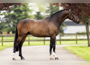 Hannoveraan, Ruin, 5 Jaar, 183 cm, Donkerbruin