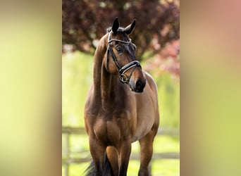 Hannoveraan, Ruin, 5 Jaar, 183 cm, Donkerbruin