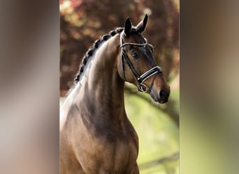 Hannoveraan, Ruin, 5 Jaar, 183 cm, Donkerbruin