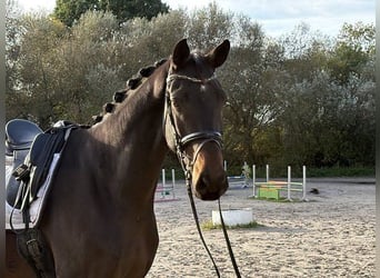 Hannoveraan, Ruin, 5 Jaar, 185 cm, Donkerbruin