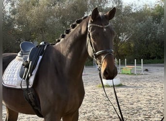 Hannoveraan, Ruin, 5 Jaar, 185 cm, Donkerbruin