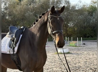 Hannoveraan, Ruin, 5 Jaar, 185 cm, Donkerbruin