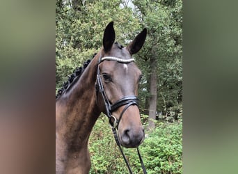 Hannoveraan, Ruin, 5 Jaar, 185 cm, Donkerbruin