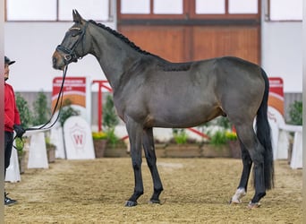 Hannoveraan, Ruin, 5 Jaar, Bruin