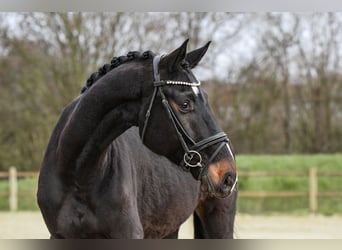 Hannoveraan, Ruin, 5 Jaar, Zwartbruin