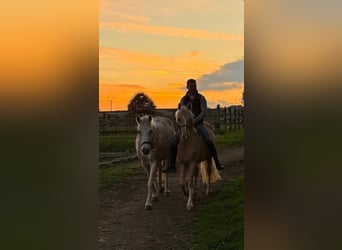 Hannoveraan, Ruin, 6 Jaar, 145 cm, Palomino