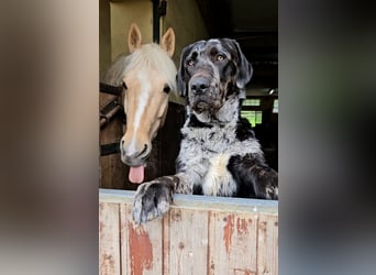 Hannoveraan, Ruin, 6 Jaar, 145 cm, Palomino