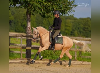 Hannoveraan, Ruin, 6 Jaar, 145 cm, Palomino