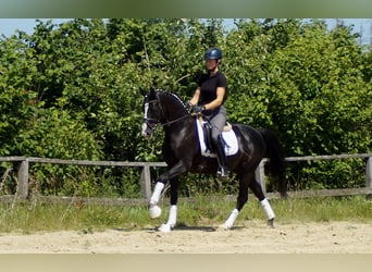 Hannoveraan, Ruin, 6 Jaar, 155 cm, Zwart