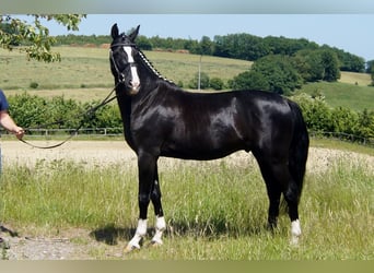 Hannoveraan, Ruin, 6 Jaar, 155 cm, Zwart