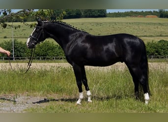 Hannoveraan, Ruin, 6 Jaar, 155 cm, Zwart