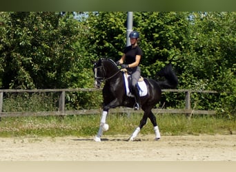 Hannoveraan, Ruin, 6 Jaar, 155 cm, Zwart
