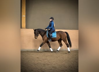 Hannoveraan, Ruin, 6 Jaar, 162 cm, Bruin
