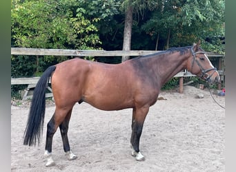 Hannoveraan, Ruin, 6 Jaar, 163 cm, Bruin