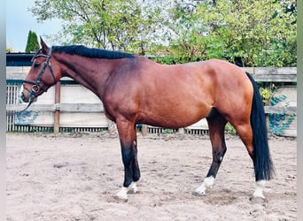 Hannoveraan, Ruin, 6 Jaar, 163 cm, Bruin