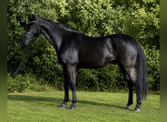 Hannoveraan, Ruin, 6 Jaar, 163 cm, Zwart